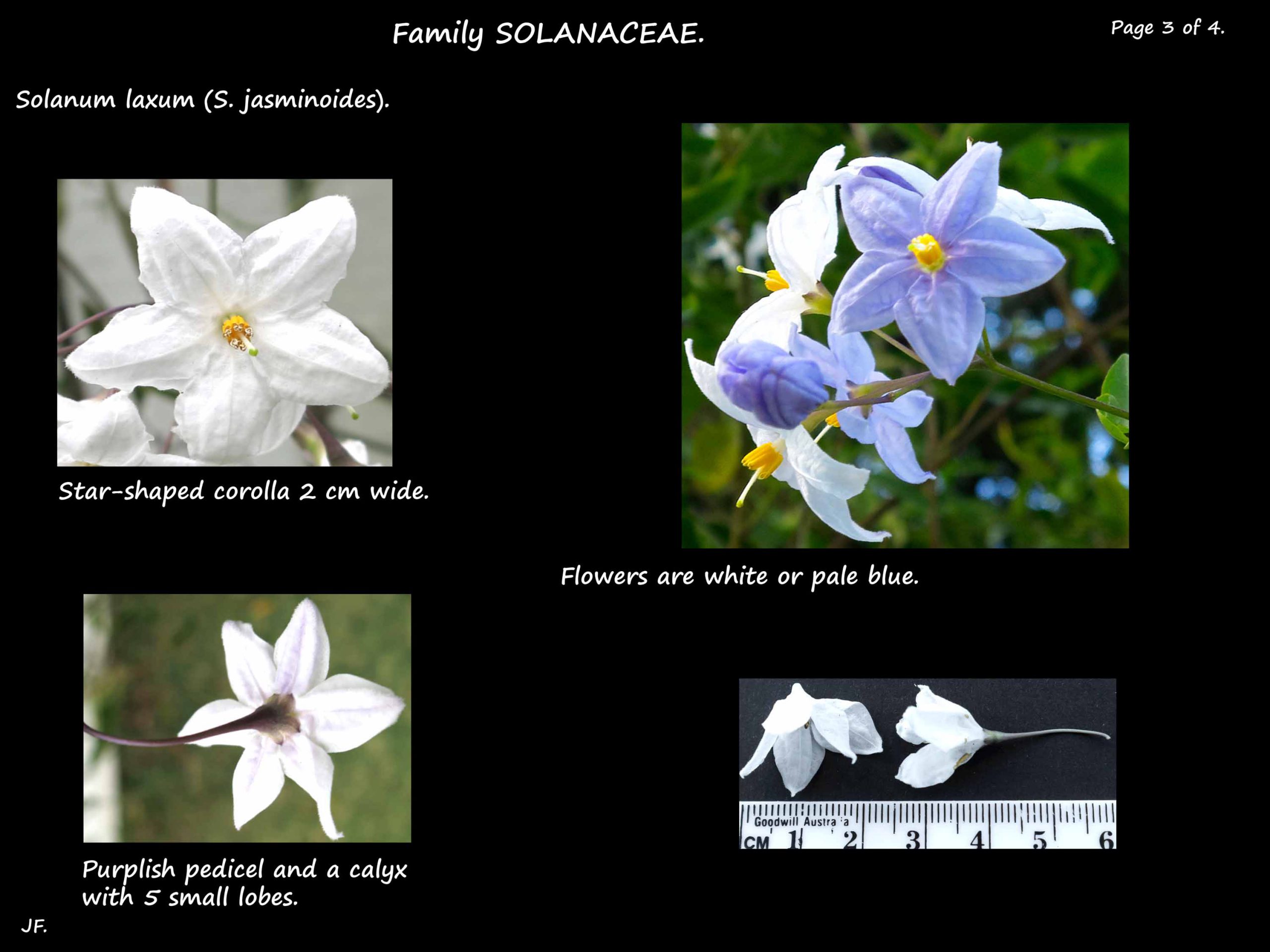3 Solanum laxum flowers